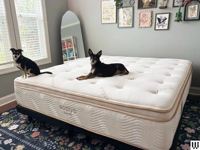 Image may contain Furniture Animal Canine Dog Mammal Pet Bed Art and Painting