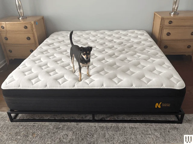 Image may contain Furniture Animal Canine Dog Mammal Pet and Mattress
